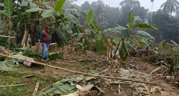 হাতির আক্রমণে তছনছ বাড়িঘর