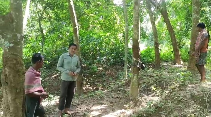 রাবার গাছ কেটে নষ্ট করে দিল দুষ্কৃতিকারীরা