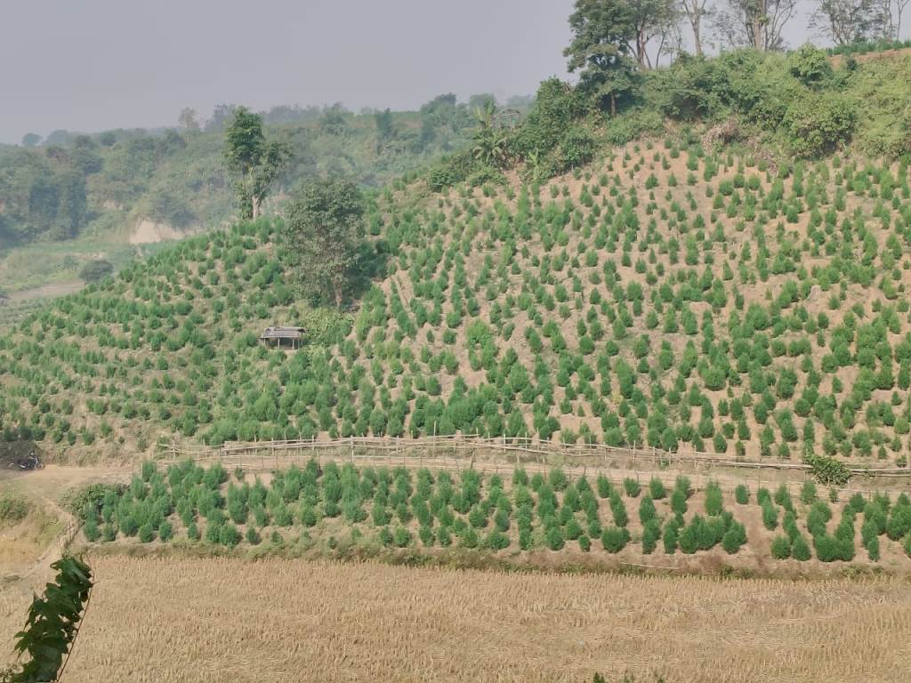 সাড়ে পাঁচ লাখ গাছ উচ্ছেদ করল সিআরপিএফ-পুলিশ–টিএসআর যৌথ বাহিনী
