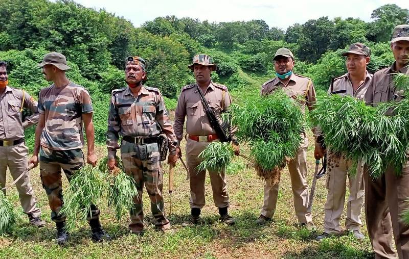 প্রচুর পরিমানে গাঁজা ধ্বংস করল পুলিশ