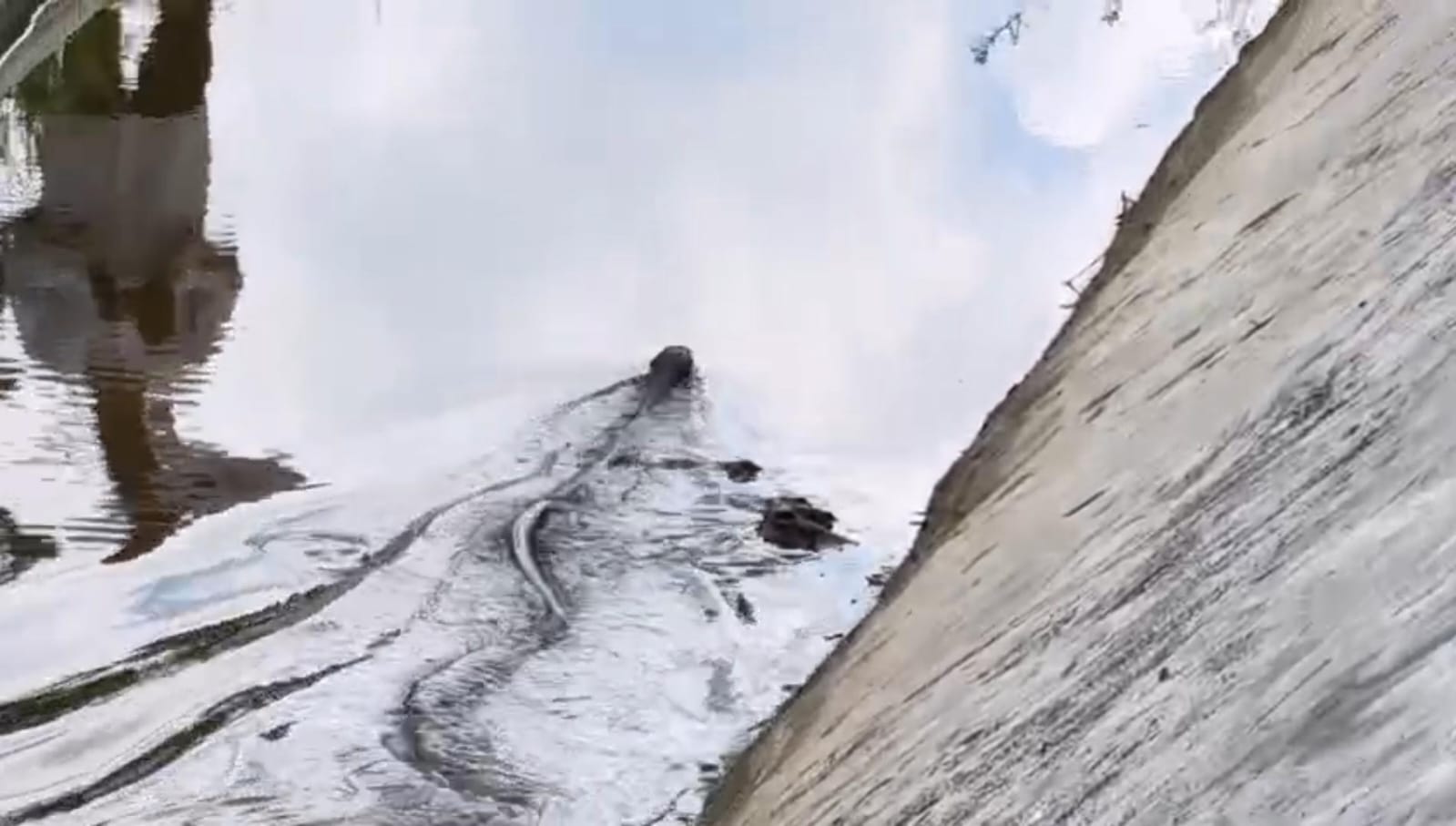 লোকালয়ে ফের বিষধর সাপ উদ্ধার