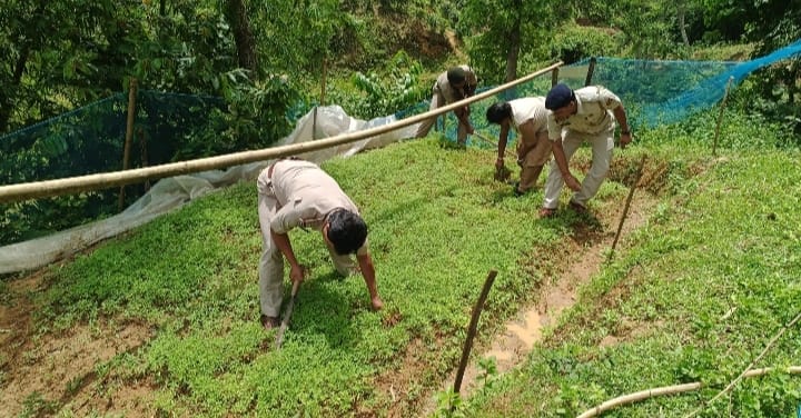 গাঁজা বাগান ধ্বংস পুলিশের 