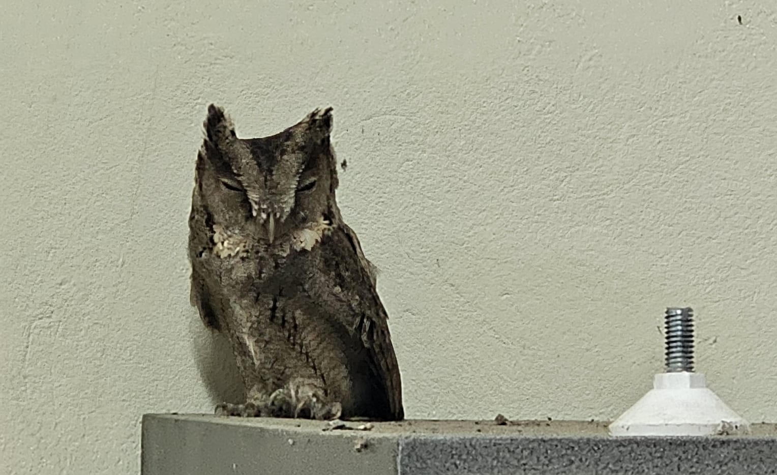 কলেজের শ্রেণিকক্ষে ইন্ডিয়ান স্কপস পেঁচা