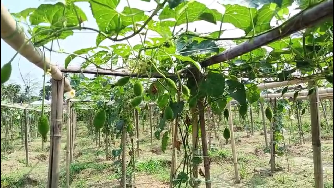 কারকুল চাষে লাভের মুখ‌ দেখছে কৃষকরা