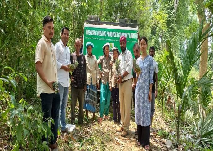 তেলিয়ামুড়ার কুইন আনারস গেলো দিল্লির বাজারে