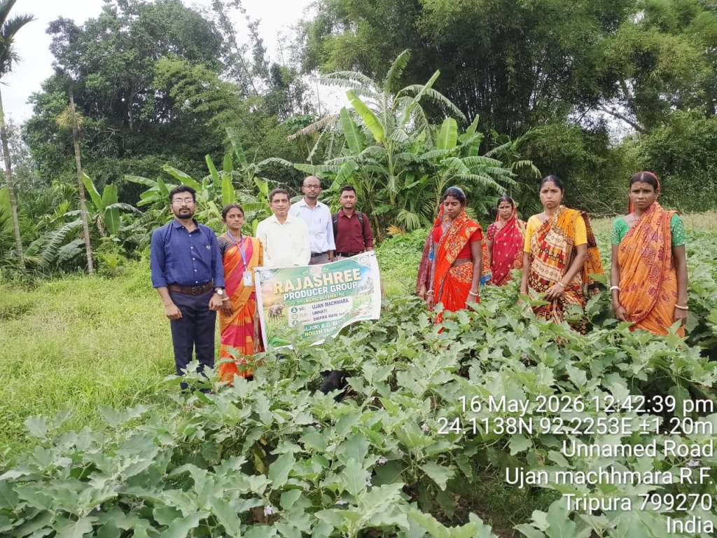 লালজুড়িতে বেগুন চাষে সাফল্যের নজির, স্বনির্ভরতার পথে প্রোডিউসার গ্রুপ