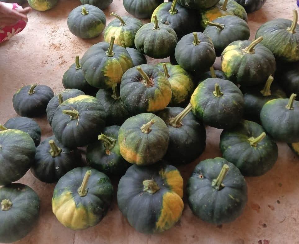 খাক্বরাক প্রডিউসার গ্রুপের সাফল্য — কুমড়োর চাষে উল্লেখযোগ্য ফলন 