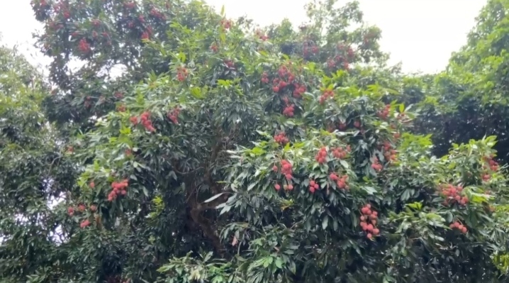 ফলনে ভাটা, তবুও বাজারে চাহিদা তুঙ্গে — লিচু বাগানে হতাশ বিক্রেতারা!
