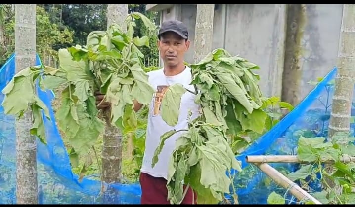 কৃষিজমিতে থাকা বেগুন গাছ নষ্ট করে দিল দুষ্কৃতীরা 