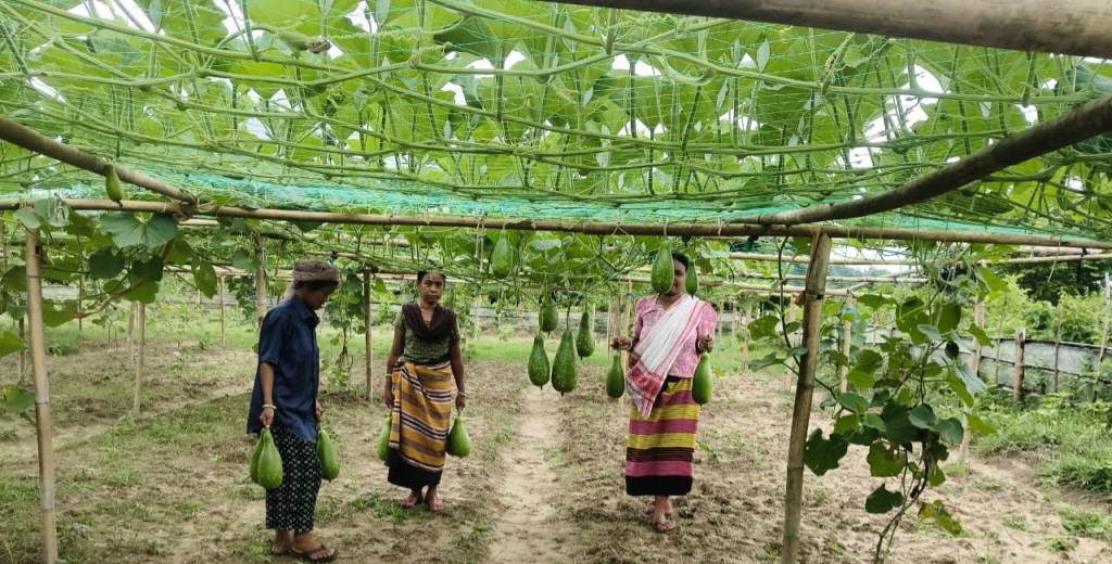 ট্রেসপ এর উদ্যোগে লাউ চাষে ব্যাপক সাফল্য জুমপুইজলায় 