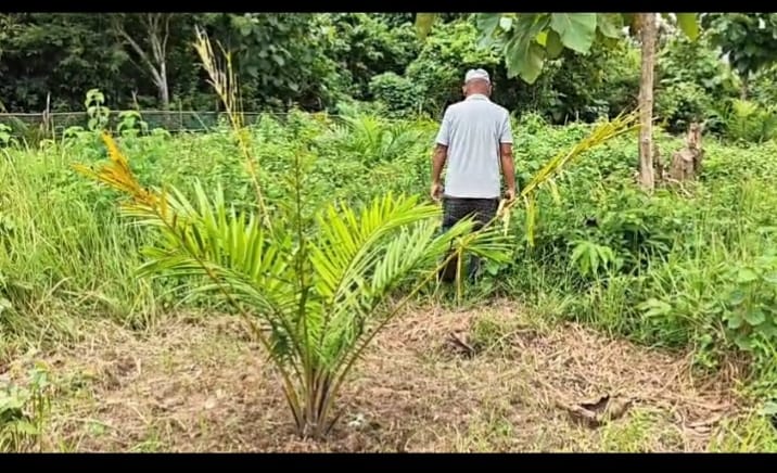 তেলিয়ামুড়ায় ভোজ্য তেলজাতীয় ফসলের চাষ করছেন কৃষকরা 