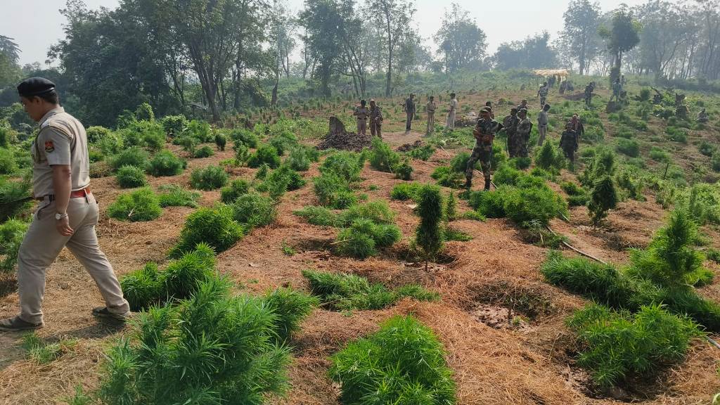 গাঁজা গাছ কেটে ধ্বংস 